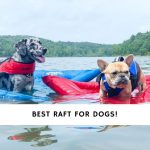 Best Raft for Dogs