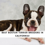 Boston Terrier Breeders in California