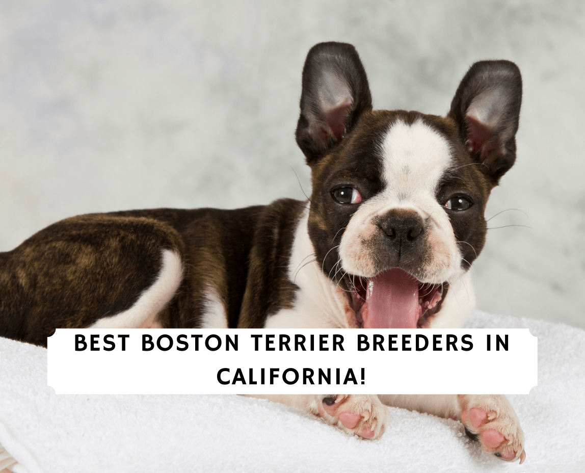 what breeds created the boston terrier