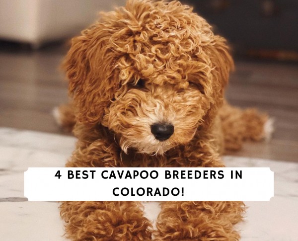 4 Best Cavapoo Breeders In Colorado!