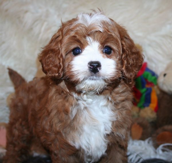 4 Best Cavapoo Breeders In Colorado! (2024) - We Love Doodles