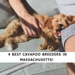 Cavapoo Breeders In Massachusetts