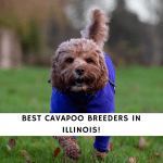 Cavapoo Breeders in Illinois