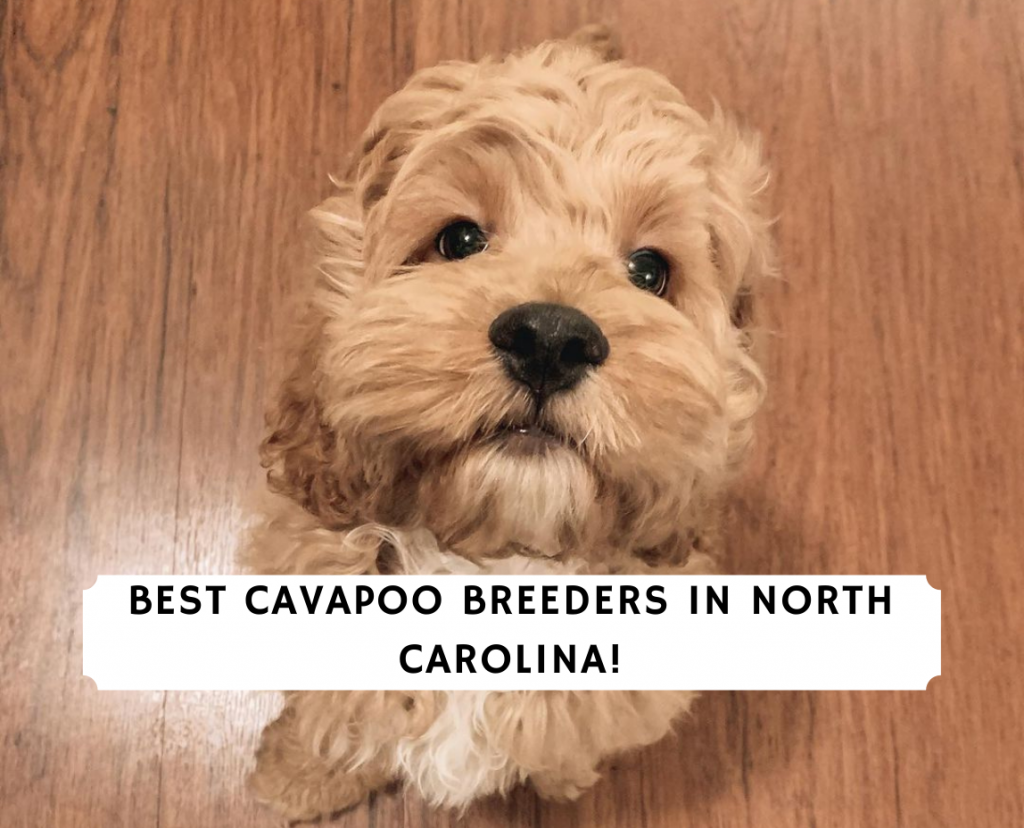 4 Best Cavapoo Breeders In North Carolina 2021 We Love Doodles