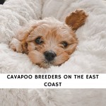 Cavapoo-Breeders-on-the-East-Coast