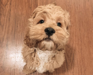 cavapoo puppy