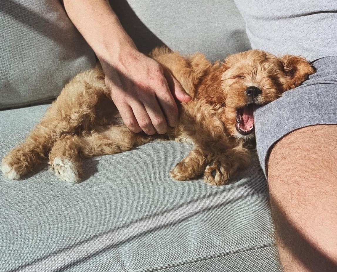 4 Best Cavapoo Breeders In Massachusetts!