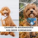 Cavapoo vs Goldendoodle