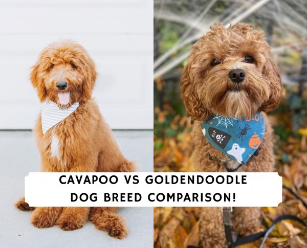 Cavapoo vs Goldendoodle – Dog Breed Comparison!