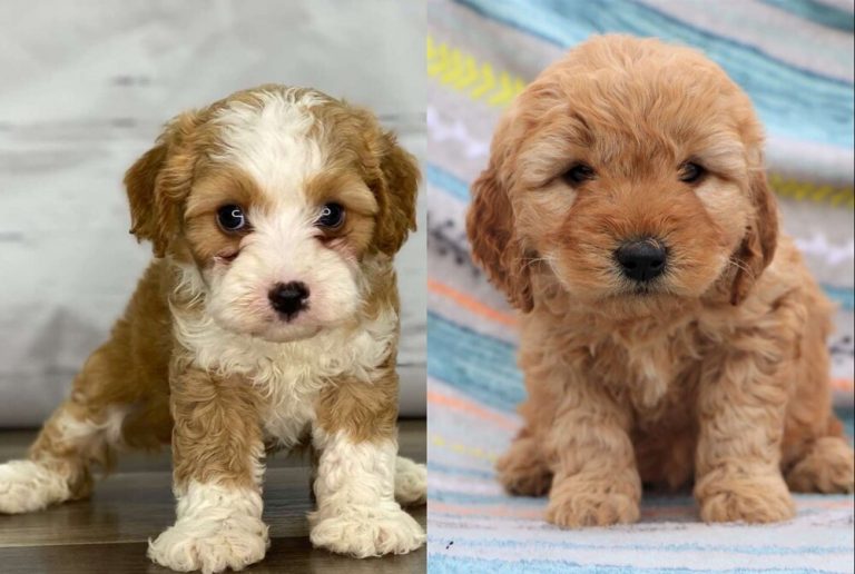 Cavapoo vs Goldendoodle – Dog Breed Comparison!