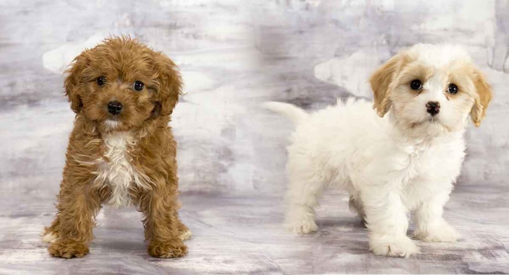 Cavapoo vs Maltipoo Comparaison des races de Chiens! (2021) We Love