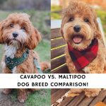 Cavapoo vs. Maltipoo