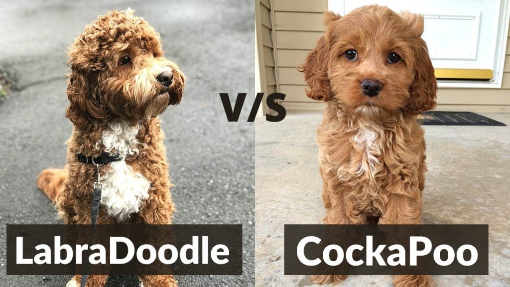 Cockapoo vs Labradoodle Dog Breed Comparison!