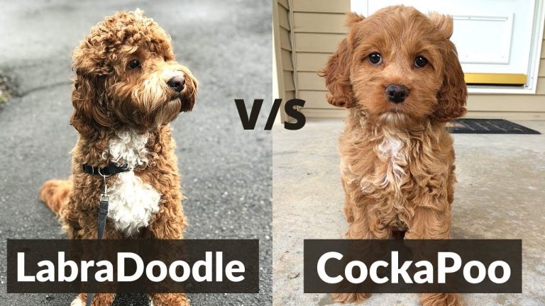 Cockapoo vs Labradoodle – Dog Breed Comparison!