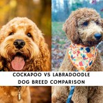Cockapoo vs Labradoodle