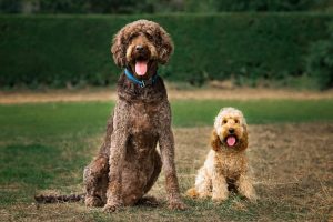 Cockapoo vs Labradoodle Size: Which is Bigger?