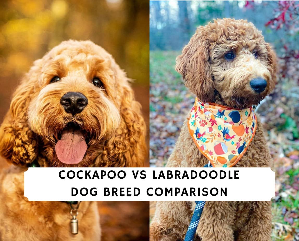 Difference between store labradoodle and cockapoo