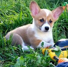 corgi adoption welovedoodles corgis petcurious adoptable