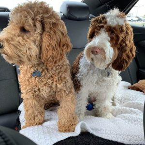 what is the difference between an american labradoodle and an australian labradoodle