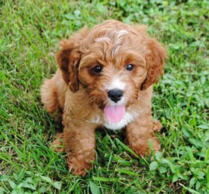 cavapoo breeders hillview