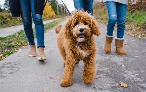 4 Best Cavapoo Breeders In Colorado 2021 We Love Doodles