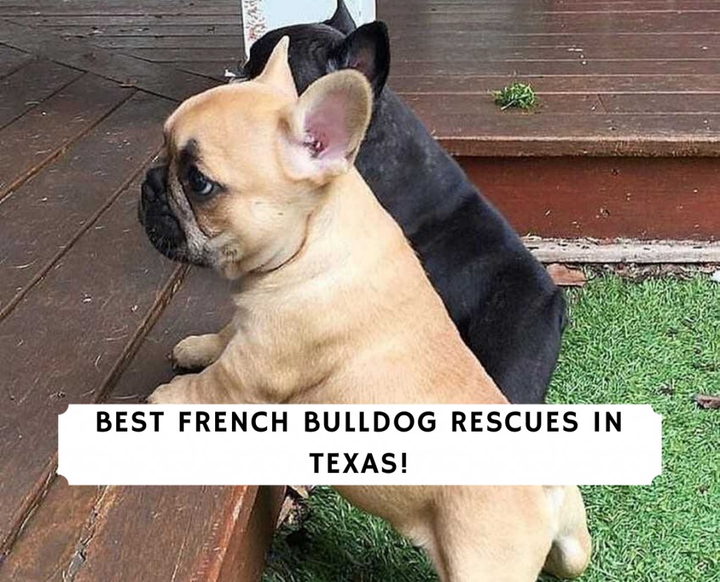 Resgate de Buldogues Franceses no Texas