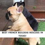 French Bulldog Rescues in Texas