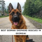 German Shepherd Rescues in Georgia