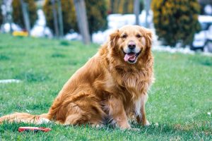 5 Best Golden Retriever Rescues In Michigan 2021 We Love Doodles