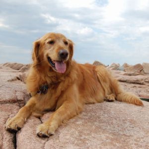 Golden Retriever Adoptions in Virginia