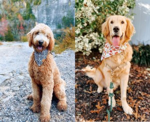 Golden Retriever or Goldendoodle