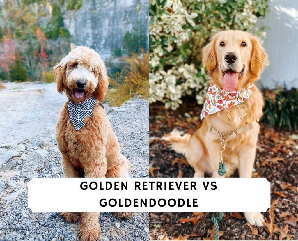 Golden Retriever vs Goldendoodle