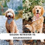 Golden Retriever vs Goldendoodle