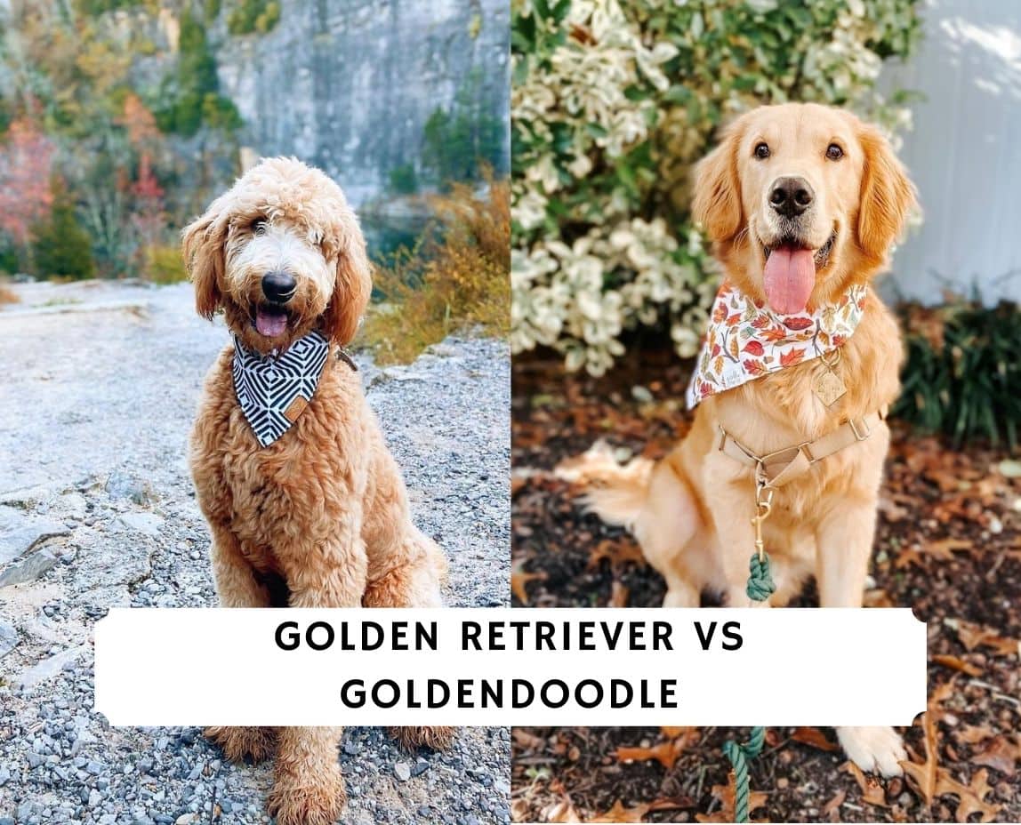 Golden Retriever Vs Goldendoodle Breed Comparison 22 We Love Doodles