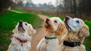 Golden Retriever vs Goldendoodle Appearance: What do They Look Like?