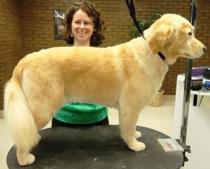 Golden Retriever vs Goldendoodle Grooming: How Much do They Require?