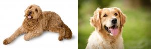 Golden Retriever vs Goldendoodle Health: Are They Prone to Health Conditions?