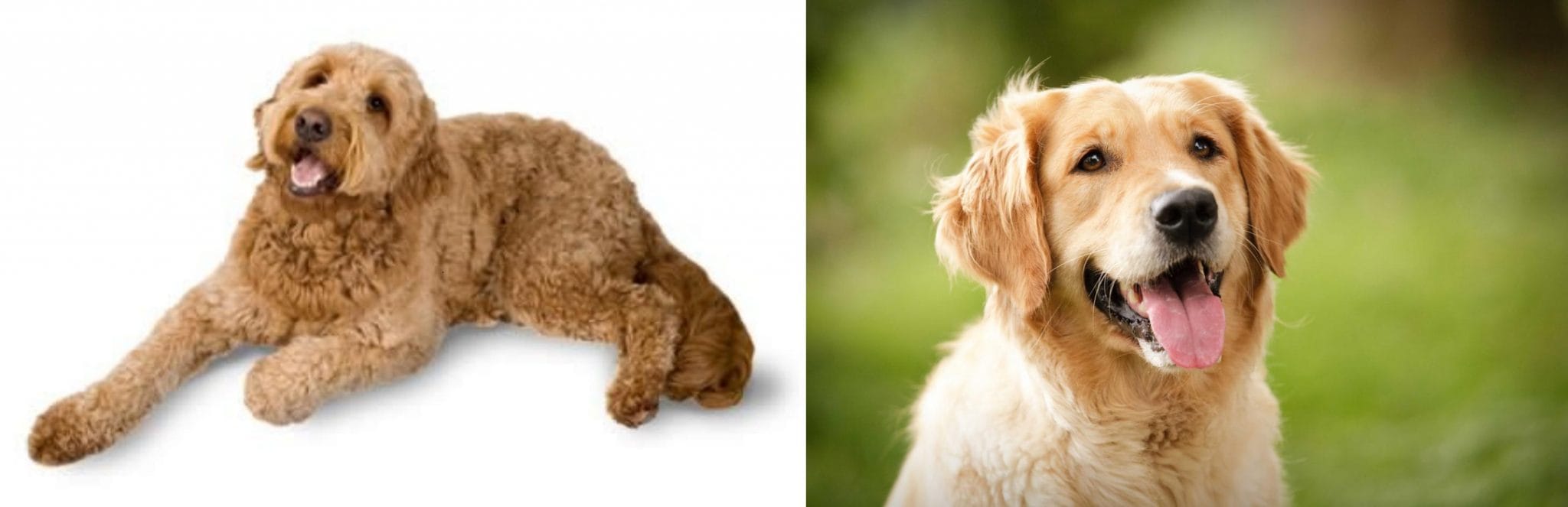 Golden Retriever vs Goldendoodle Breed Comparison! (2024) We Love