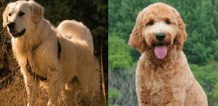 Golden Retriever vs Goldendoodle Size Which is Bigger