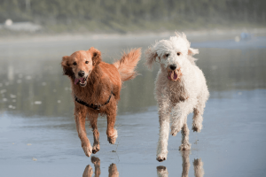 Golden Retriever vs GoldendoodleTemperament