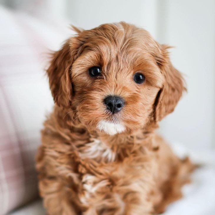 6 Best Cavapoo Breeders in Illinois!