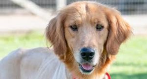 Homeward Bound Golden Retriever Rescue and Sanctuary