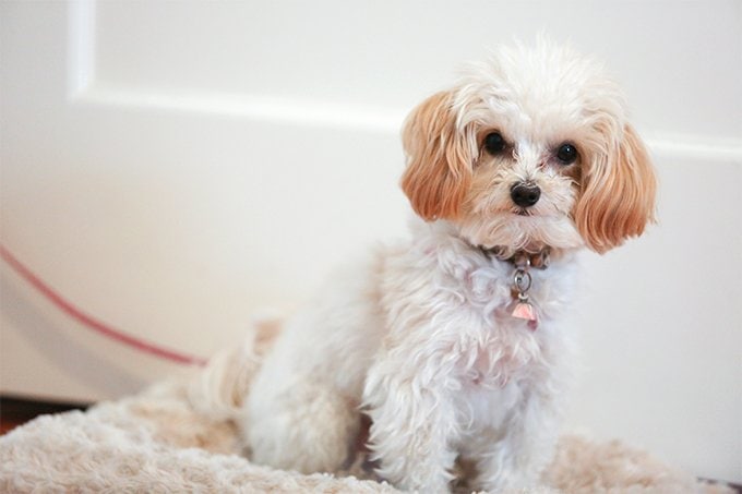 Which Maltipoo Size Teacup Toy Or Mini 2024 We Love Doodles which-maltipoo-size-teacup-toy-or-mini-2024-we-love-doodles