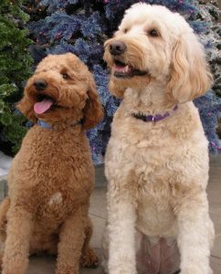 introduktion till Mini Labradoodle vs Mini Goldendoodle