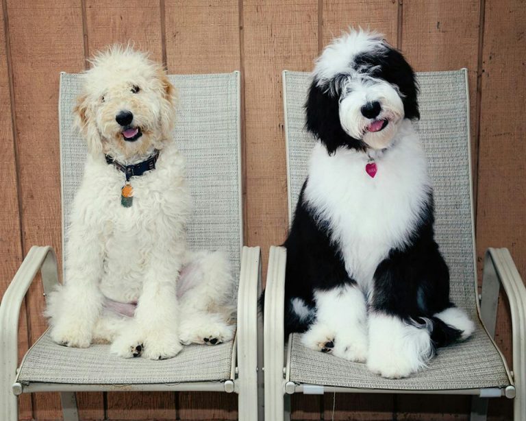 Sheepadoodle vs Goldendoodle - Dog Breed Comparison! (2021) We Love Doodles