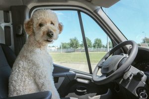 how intelligent is a goldendoodle