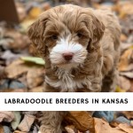 Labradoodle Breeders in Kansas