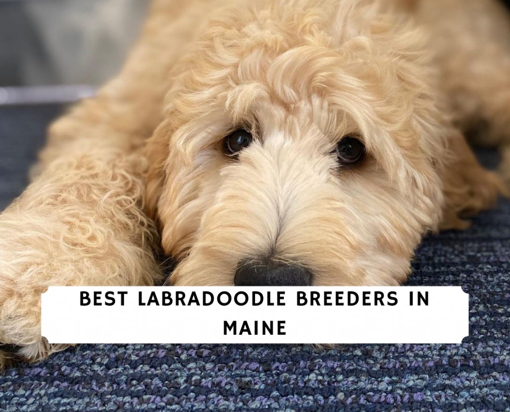 4 Best Labradoodle Breeders In Maine 2021 We Love Doodles