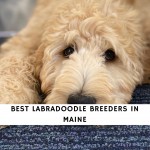 Labradoodle Breeders in Maine