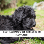 Labradoodle Breeders in Maryland